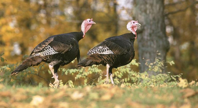 Caça e Conservação da Vida Selvagem