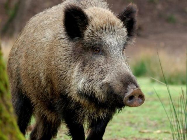 PRODUTORES RURAIS TENTAM DERRUBAR LEI QUE PROÍBE CAÇA AO JAVALI EM SP